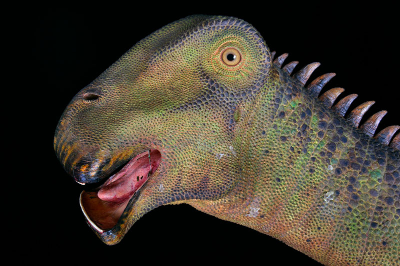 What Dinosaur Has 500 Teeth? People Purposely 2 500 teeth dinosaur